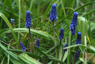 Muscari botryoides 'Superstar' bestellen